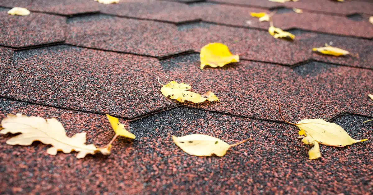 Roof Cleaning Services